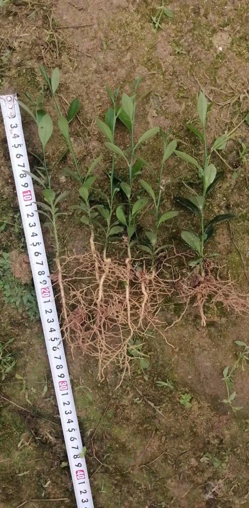 金豆金豆苗绿植盆栽种植