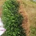金豆金豆苗绿植盆栽种植