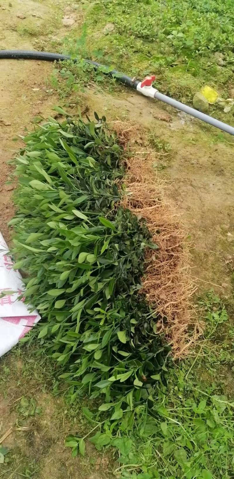金豆金豆苗绿植盆栽种植