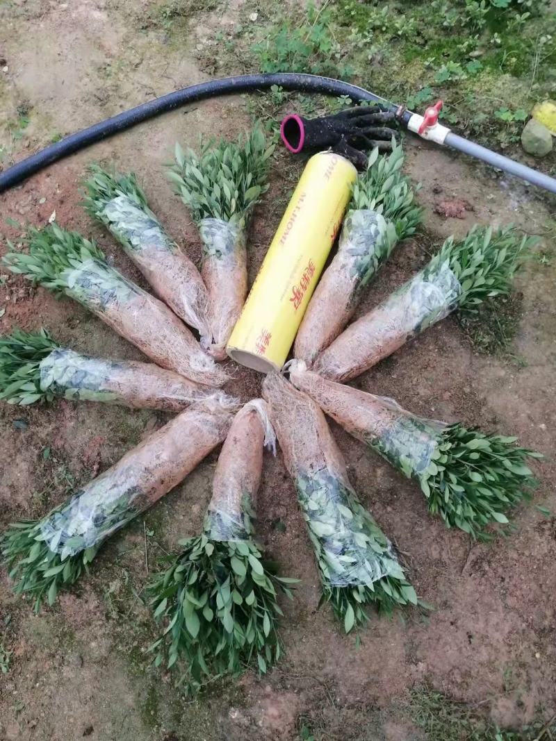 金豆金豆苗绿植盆栽种植