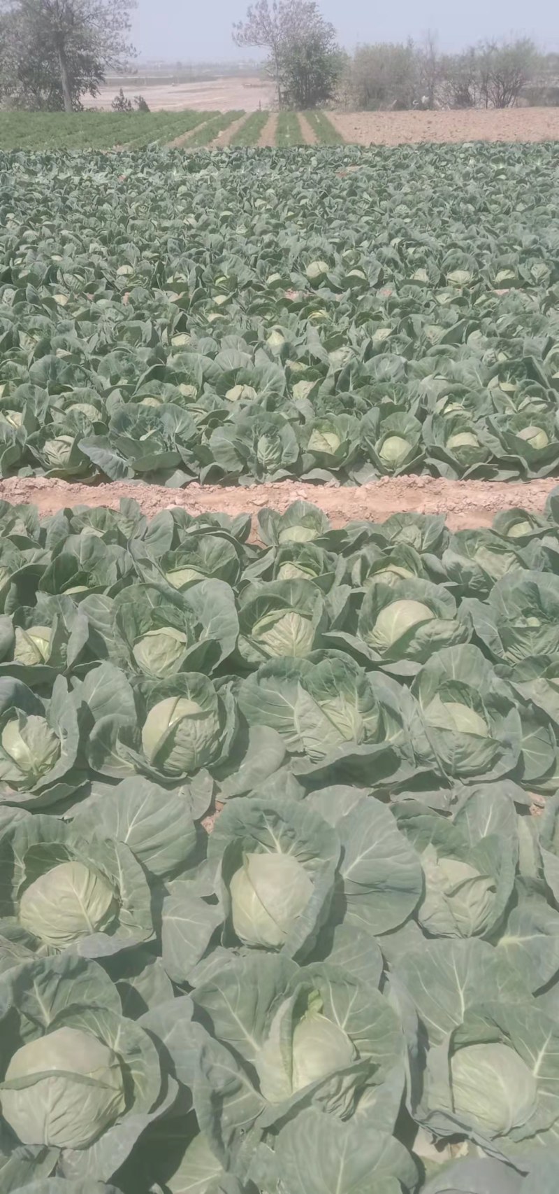 包菜有货要的联系