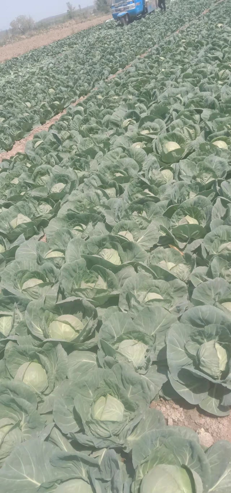 包菜有货要的联系
