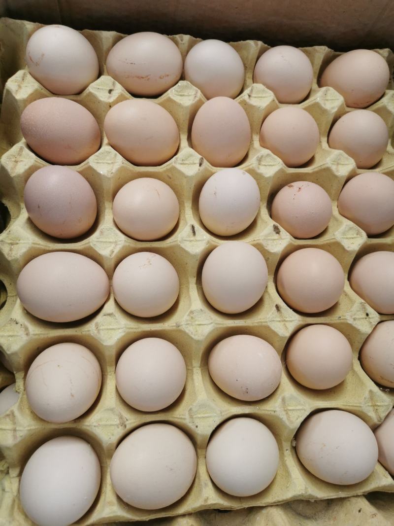 普粉小码26-33斤粉蛋土鸡蛋常年有货可提供发票提前订购