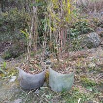 独杆紫寒竹盆苗日本黑竹绿植盆栽基地实拍一棵