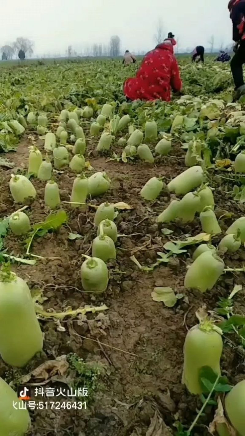 春上青萝卜