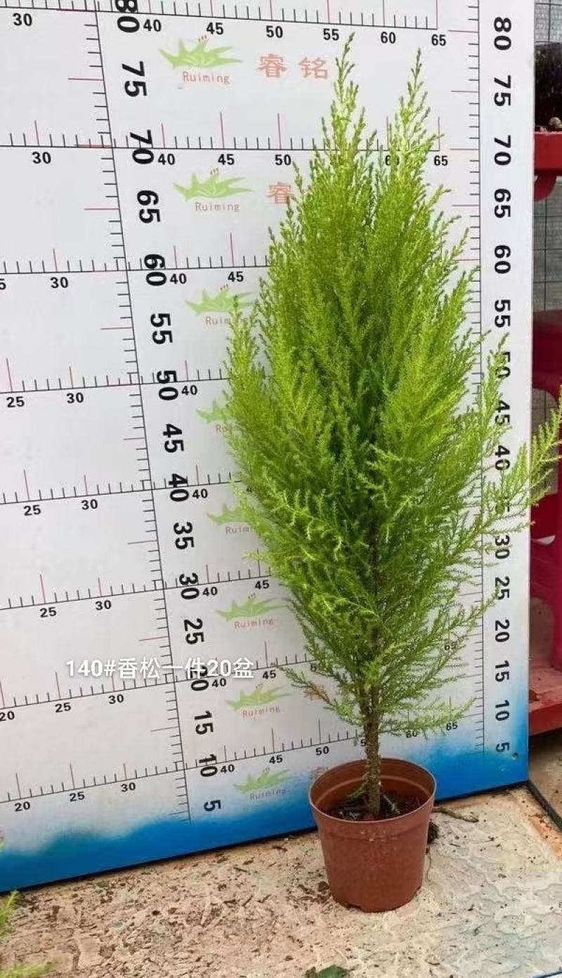140#香松8.5元1盆1箱20盆实物实拍图基地直发漂亮