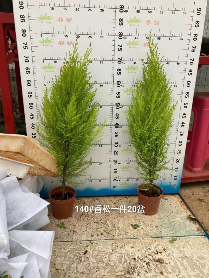 140#香松8.5元1盆1箱20盆实物实拍图基地直发漂亮