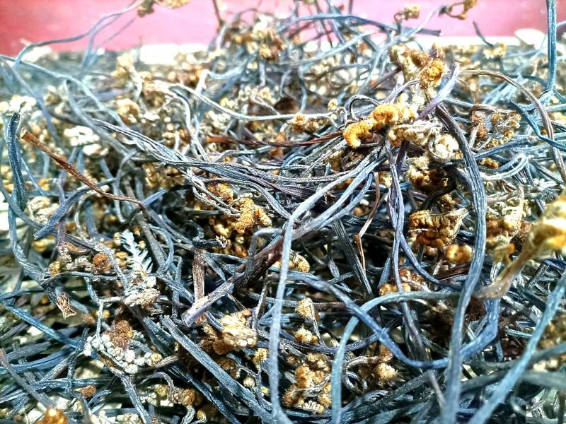 【包邮】贵州蕨菜纯野生深山蕨菜干老农精心选摘1斤起批