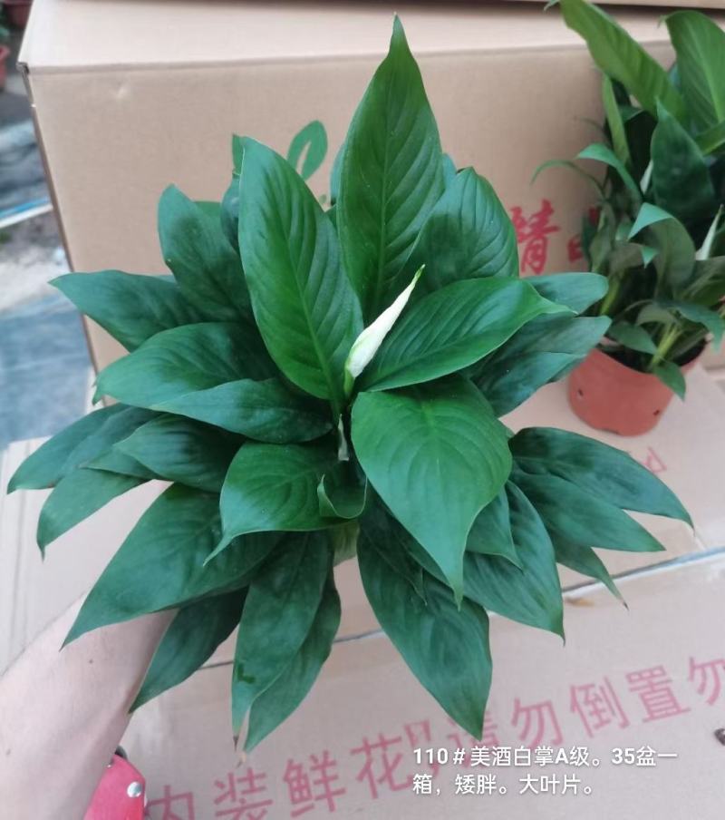 110美酒白掌A级35盆一箱矮胖6.8元基地直发叶子肥厚