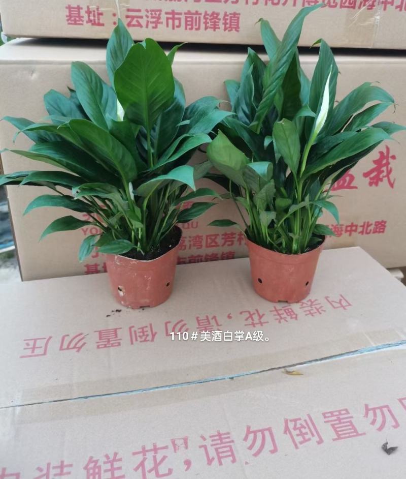 110美酒白掌A级35盆一箱矮胖6.8元基地直发叶子肥厚