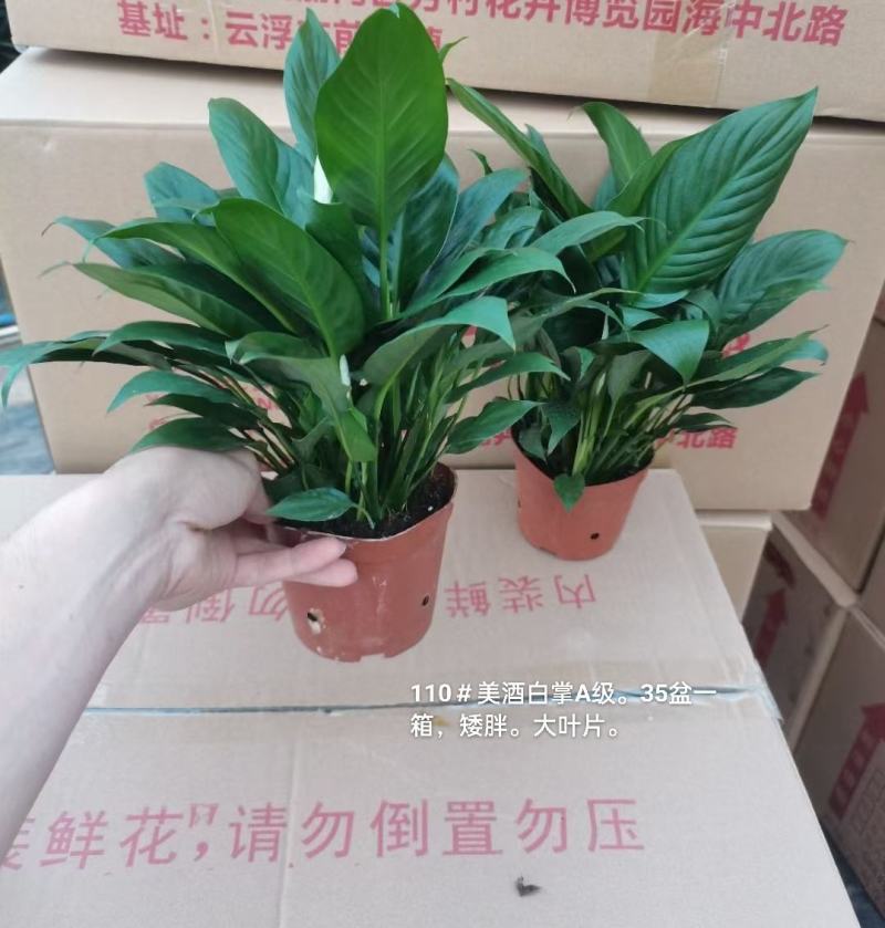 110美酒白掌A级35盆一箱矮胖6.8元基地直发叶子肥厚