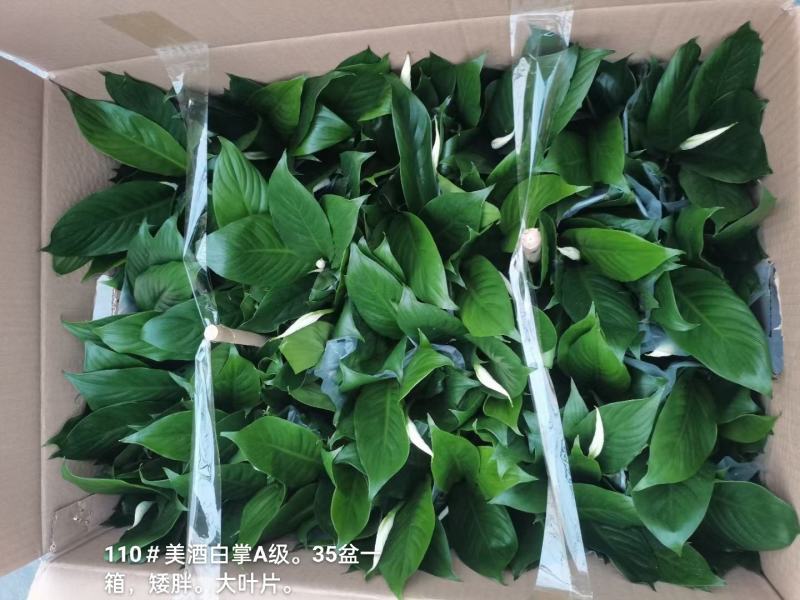 110美酒白掌A级35盆一箱矮胖6.8元基地直发叶子肥厚