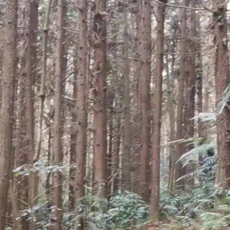 河池市，(1)，某公司有23000亩的杉木和山地一起转卖
