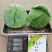 豫艺墨玉50早熟耐热抗病甘蓝，10g/袋