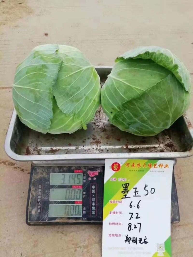 豫艺墨玉50早熟耐热抗病甘蓝，10g/袋