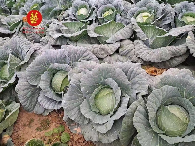 豫艺墨玉50早熟耐热抗病甘蓝，10g/袋