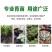 加厚营养杯育苗杯大号一次性花盆黑色种植塑料育苗袋育苗盆营
