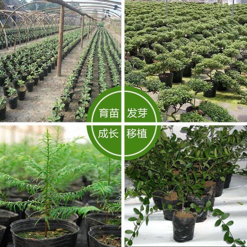 加厚营养杯育苗杯大号一次性花盆黑色种植塑料育苗袋育苗盆营