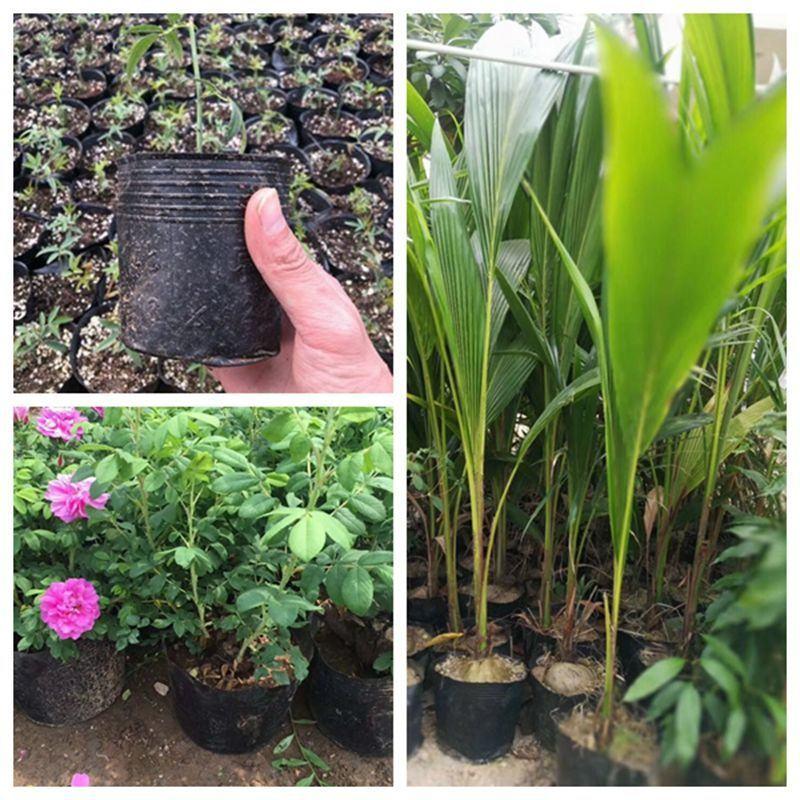 营养袋育苗袋一次性黑碗塑料营养杯育苗杯花卉种子园林种植营