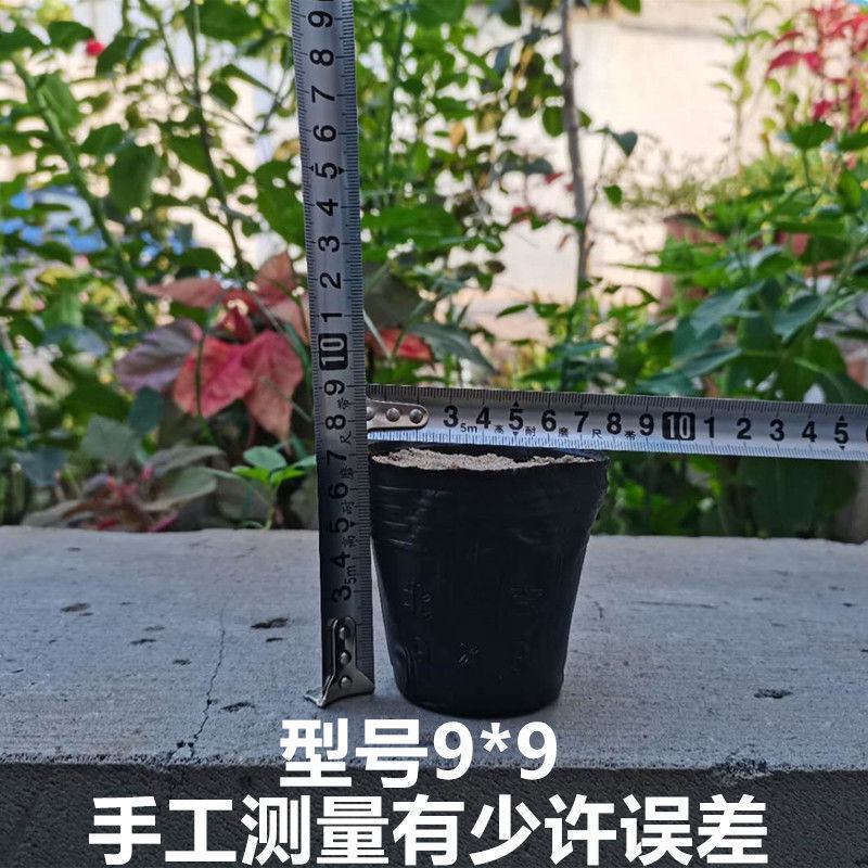 营养袋育苗袋一次性黑碗塑料营养杯育苗杯花卉种子园林种植营