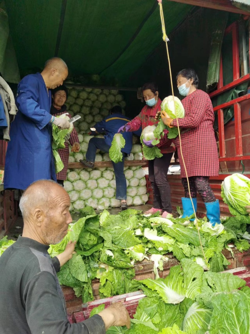 【批发】陕西华州区大白菜上市大量供应全国发货质量保证