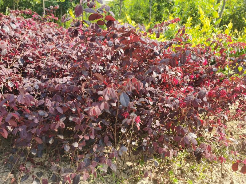 红花继木2年生小苗农户自产自销根系发达好种易活