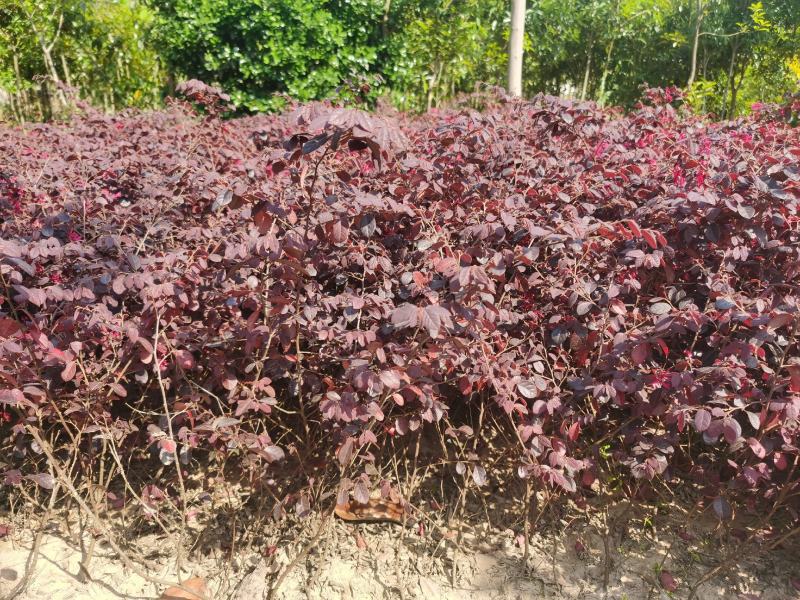 红花继木2年生小苗农户自产自销根系发达好种易活