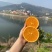 湖北伦晚鮮橙大量上市，果大皮薄，口感純甜细腻，一手货源充