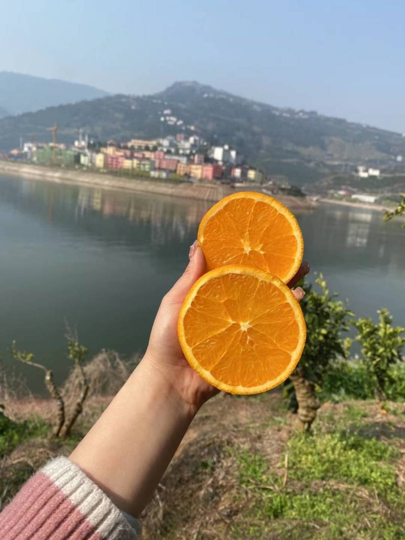 湖北伦晚鮮橙大量上市，果大皮薄，口感純甜细腻，一手货源充