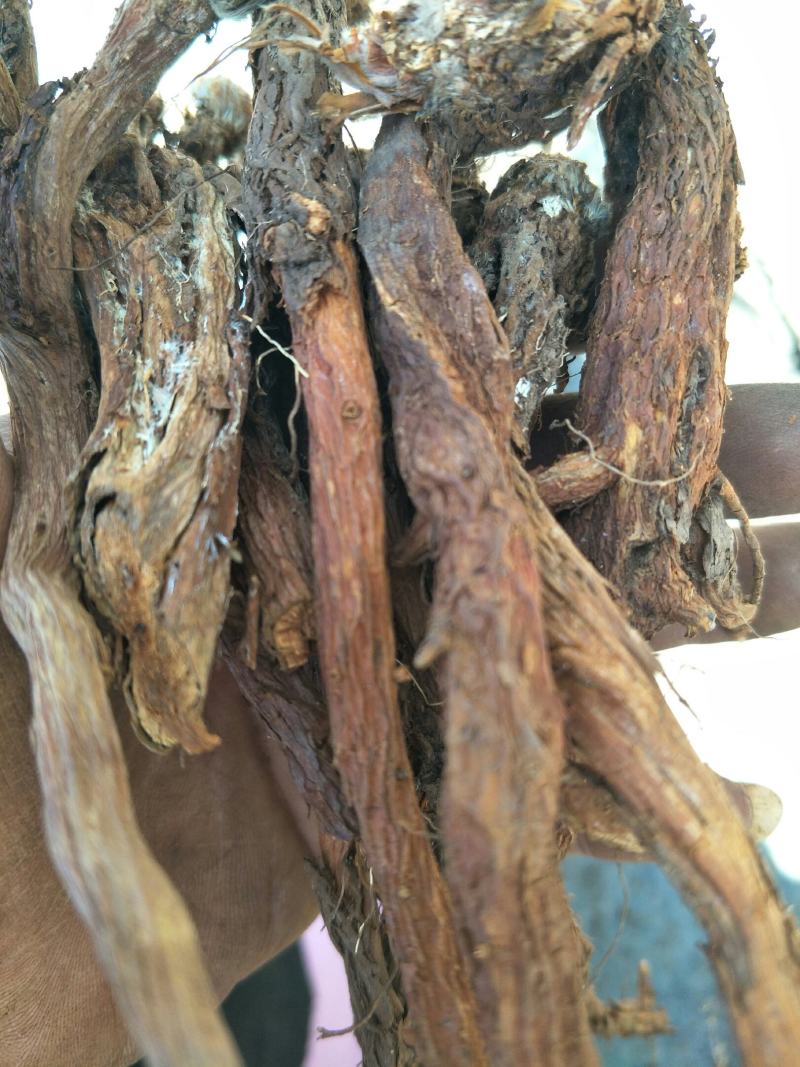 贵州野生翻白草