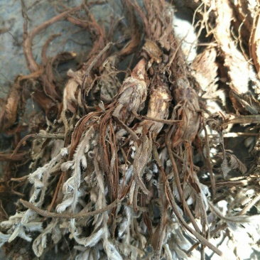 贵州野生翻白草全草干货