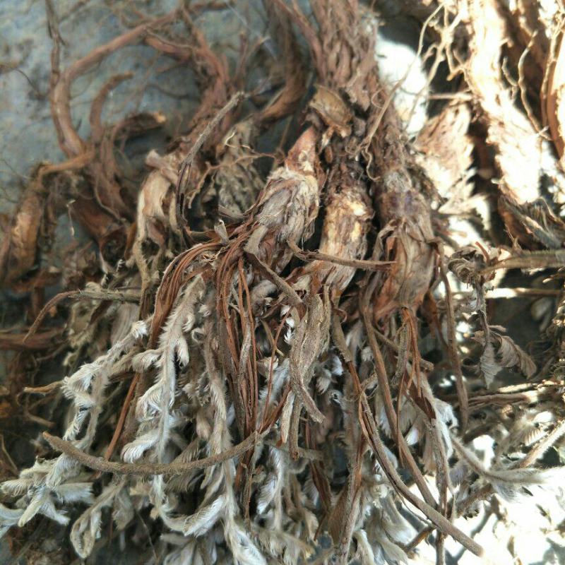 贵州野生翻白草全草干货