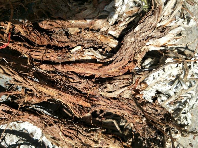 贵州野生翻白草全草干货