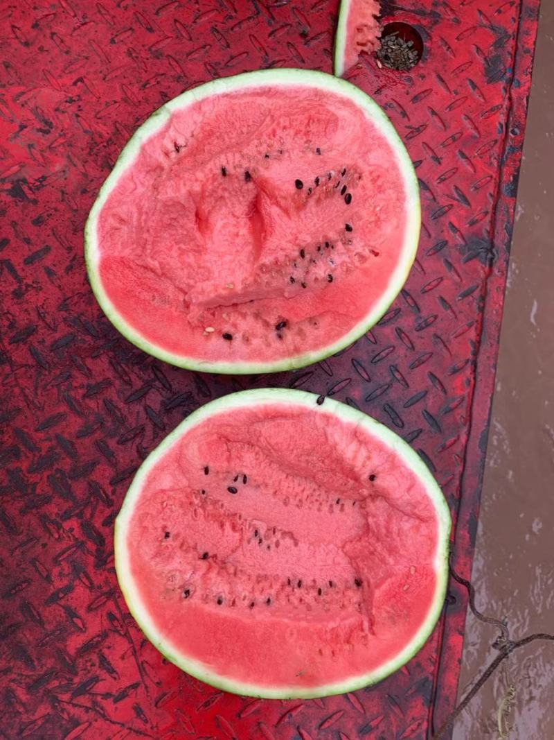 【实力商家】甜王西瓜头茬甜度高皮薄多汁对接全国市场