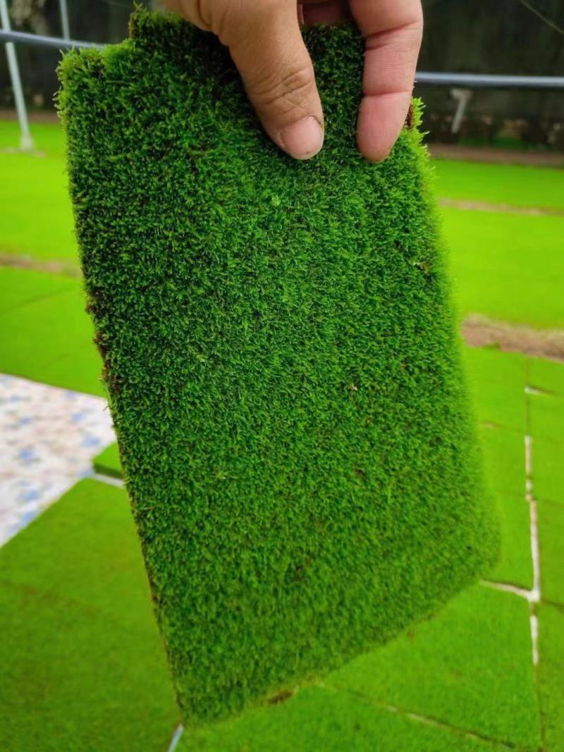 绿旋风无土栽培苔藓