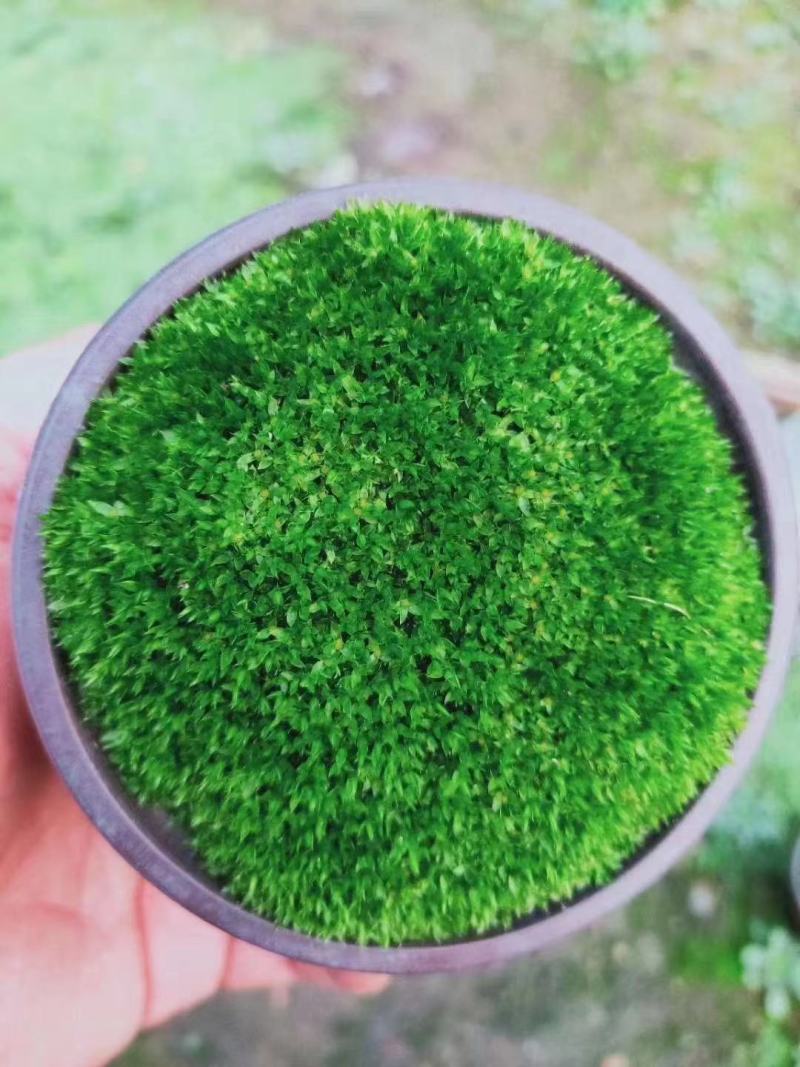 绿旋风无土栽培苔藓
