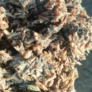 酱香白酒糟-养殖户饲料厂大量现货-欢迎咨询
