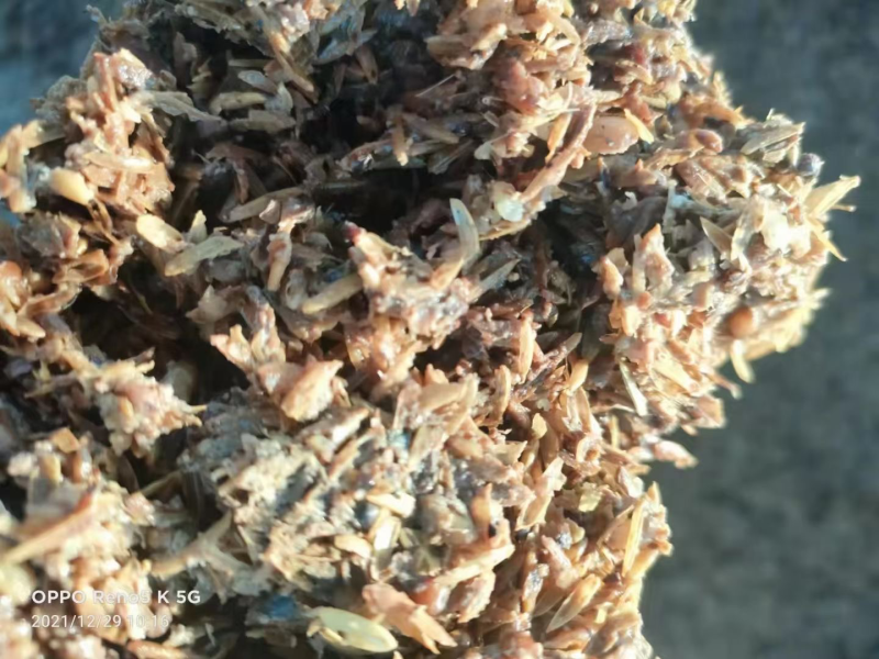 酱香白酒糟-养殖户饲料厂大量现货-欢迎咨询
