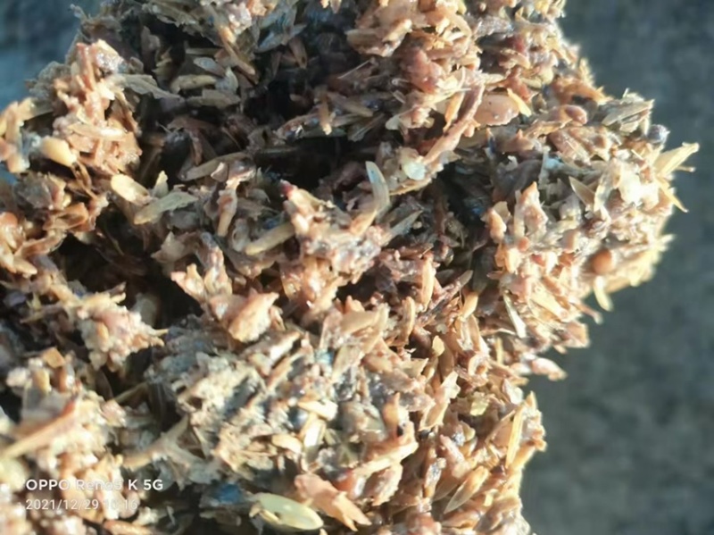 酱香白酒糟-养殖户饲料厂大量现货-欢迎咨询