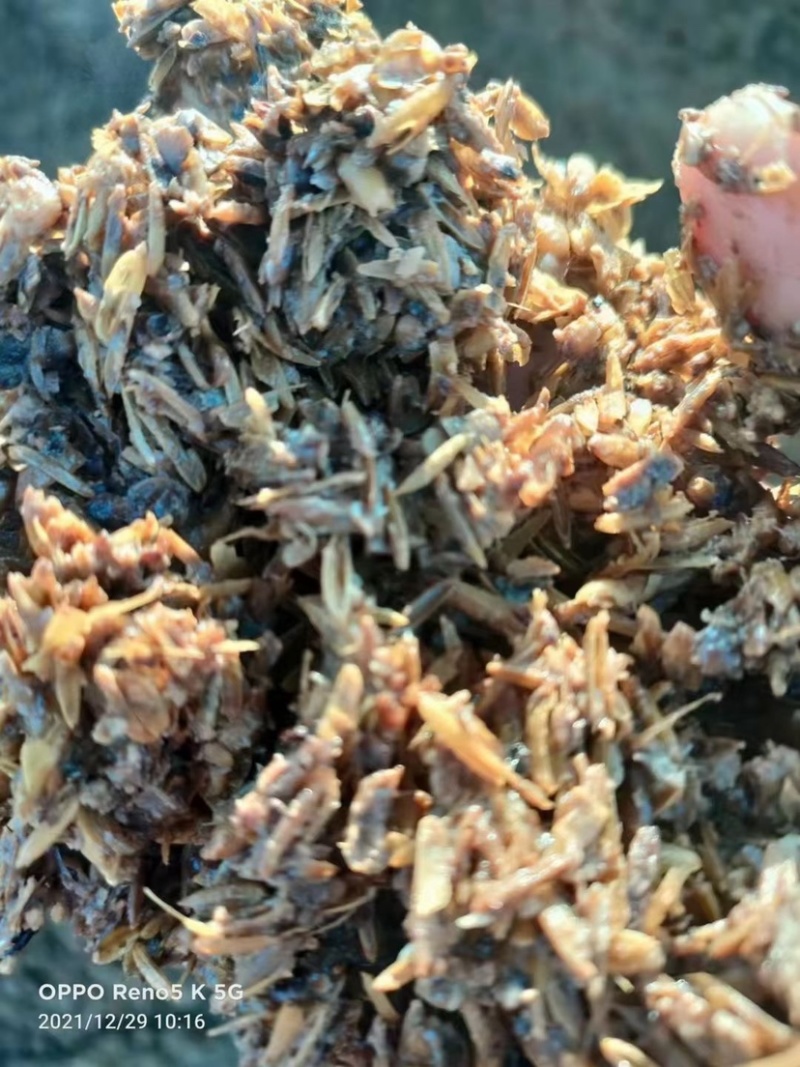 酱香白酒糟-养殖户饲料厂大量现货-欢迎咨询