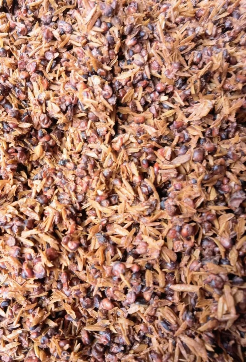 酱香白酒糟-养殖户饲料厂大量现货-欢迎咨询