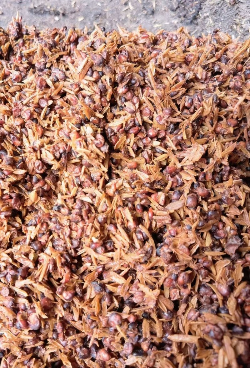 酱香白酒糟-养殖户饲料厂大量现货-欢迎咨询