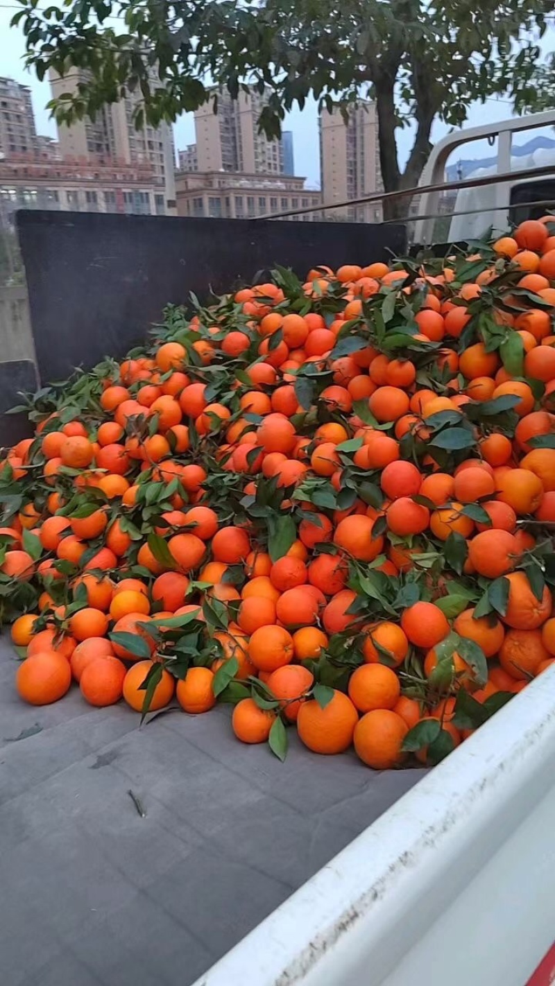 奉节脐橙：专业代办精品果：托板车：大板小板：电商