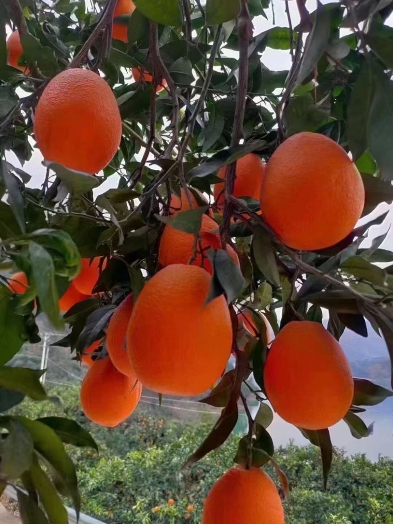 奉节脐橙：专业代办精品果：托板车：大板小板：电商