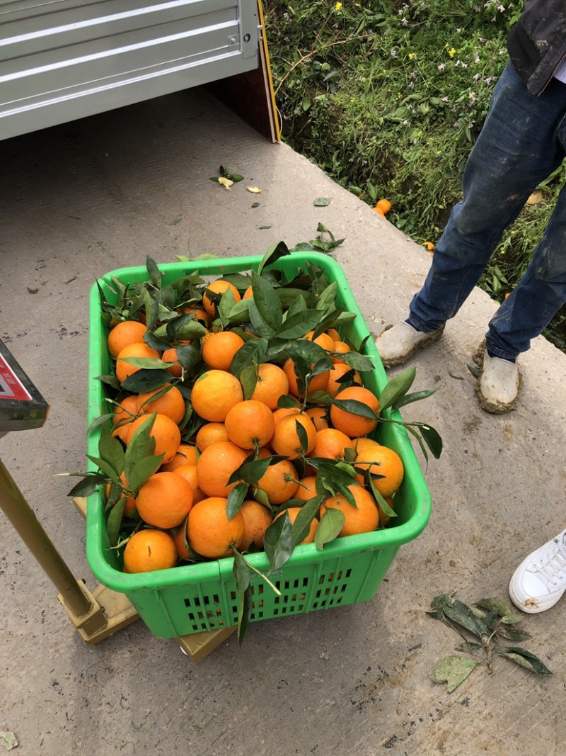 奉节脐橙：专业代办精品果：托板车：大板小板：电商