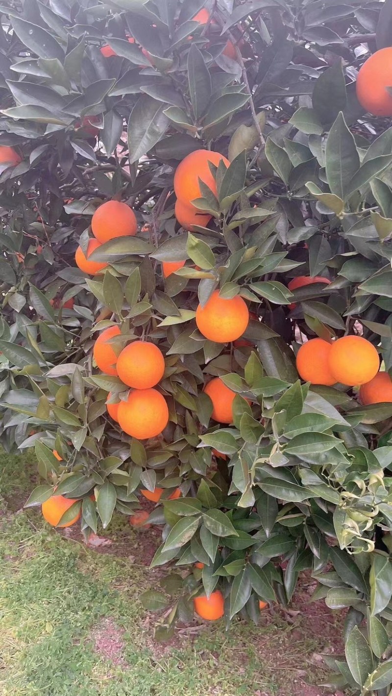 奉节脐橙：专业代办精品果：托板车：大板小板：电商