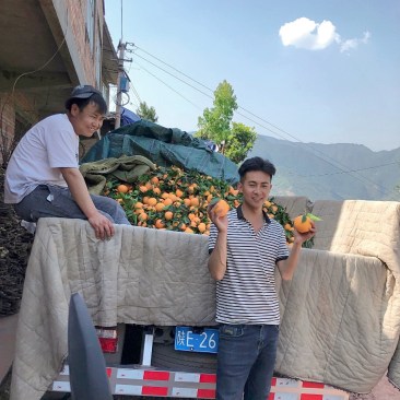 奉节脐橙：专业代办精品果：托板车：大板小板：电商