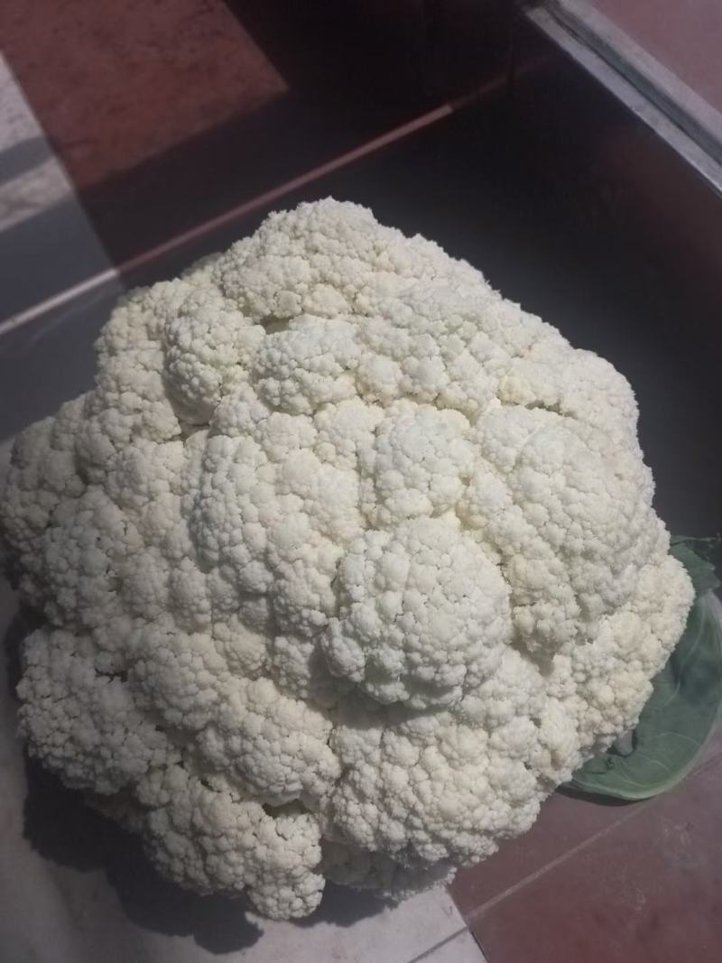 有机松花菜，散菜花大量上市，白面青梗松花菜量大