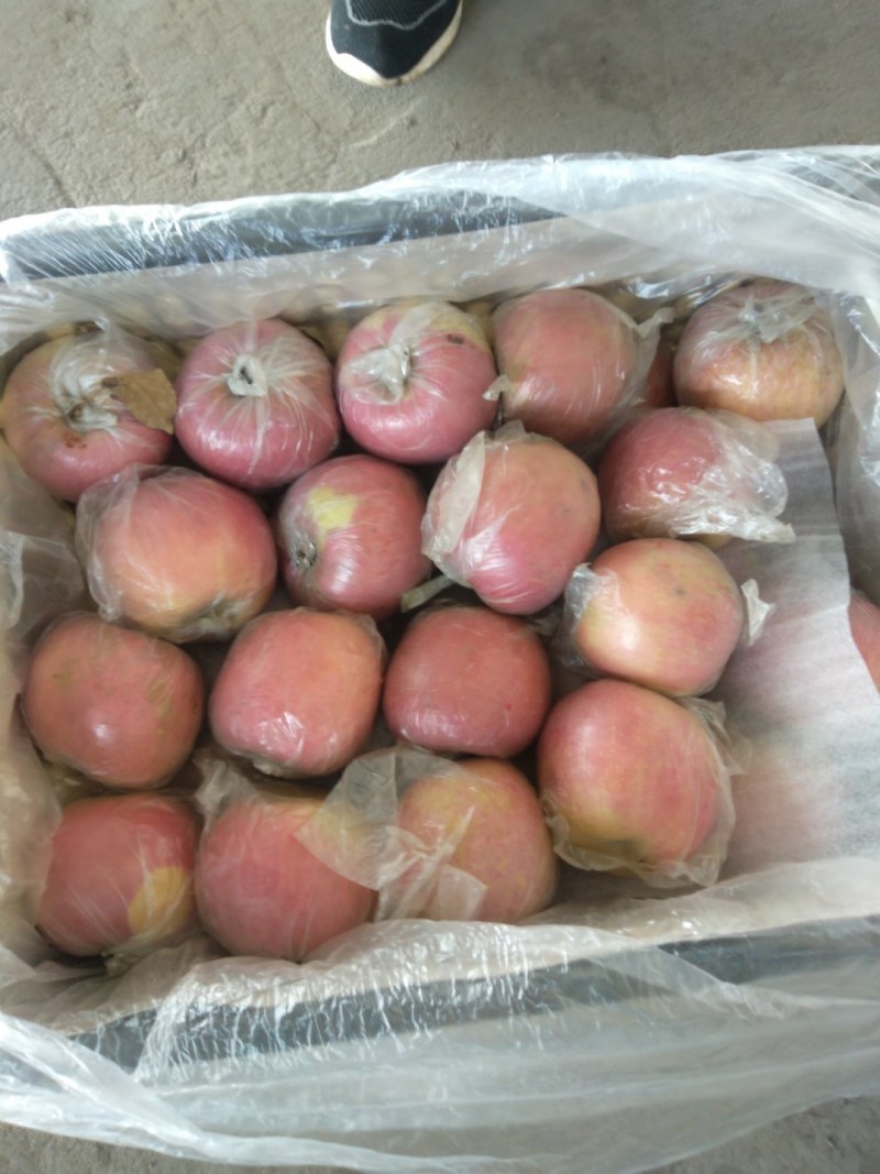 红富士苹果，色泽红，膜袋，口感脆甜，果面干净，整车代发