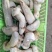 高品质松茸冻干条盒装，产地直发，量大从优